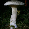 The Clouded Agaric