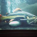 Red tail Catfish