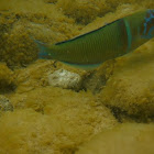 Peacock wrasse (male)