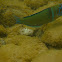 Peacock wrasse (male)