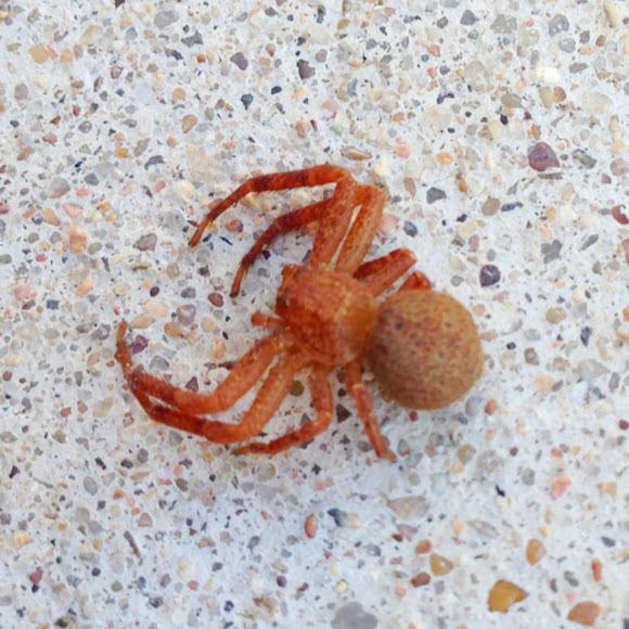Red Crab Spider | Project Noah