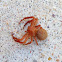 Red Crab Spider