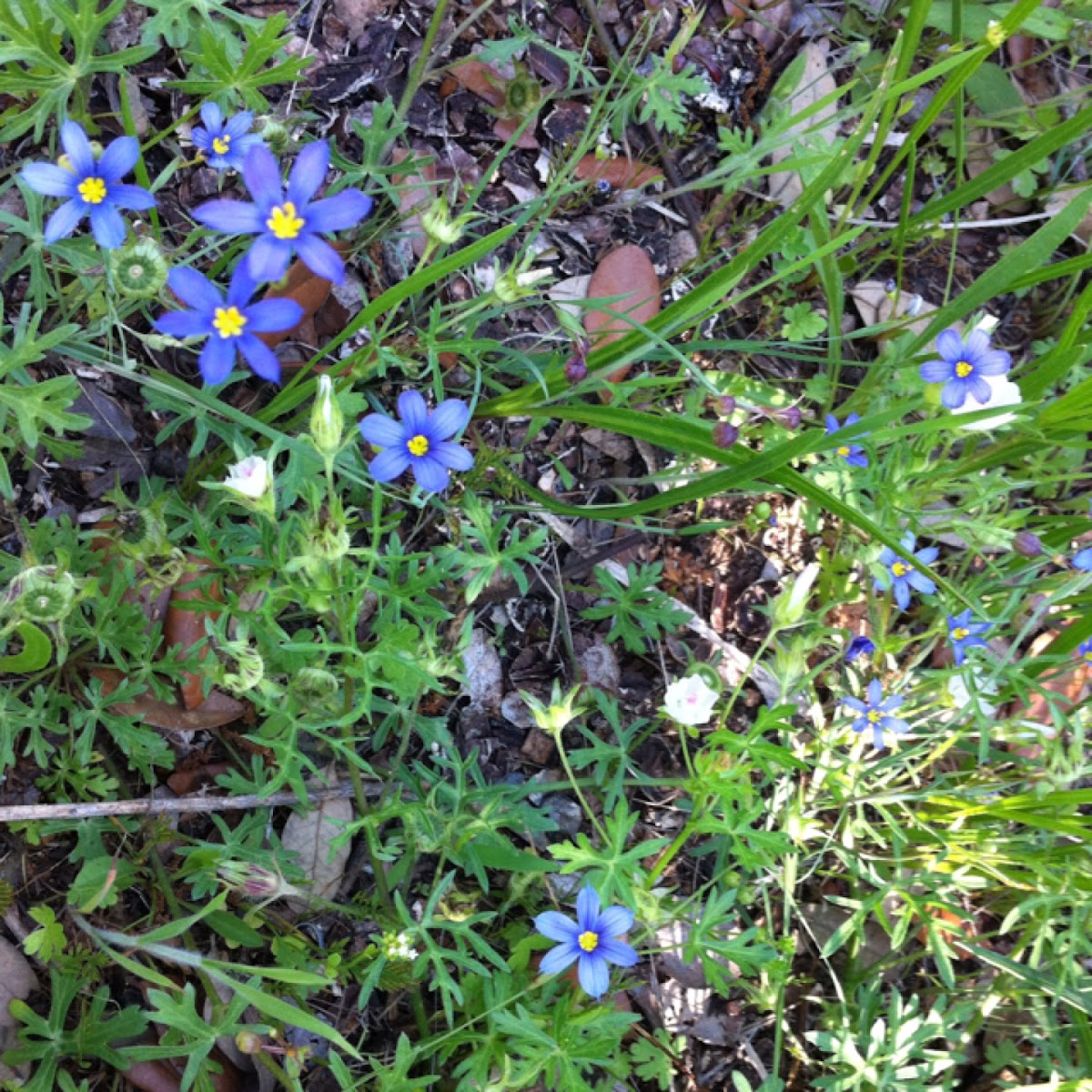 Blue-eyed Grass