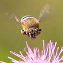 White-banded Digger Bee