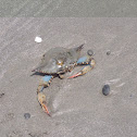 New England Blue Crab