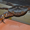 River Crab