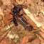 black ants & a snake like worm
