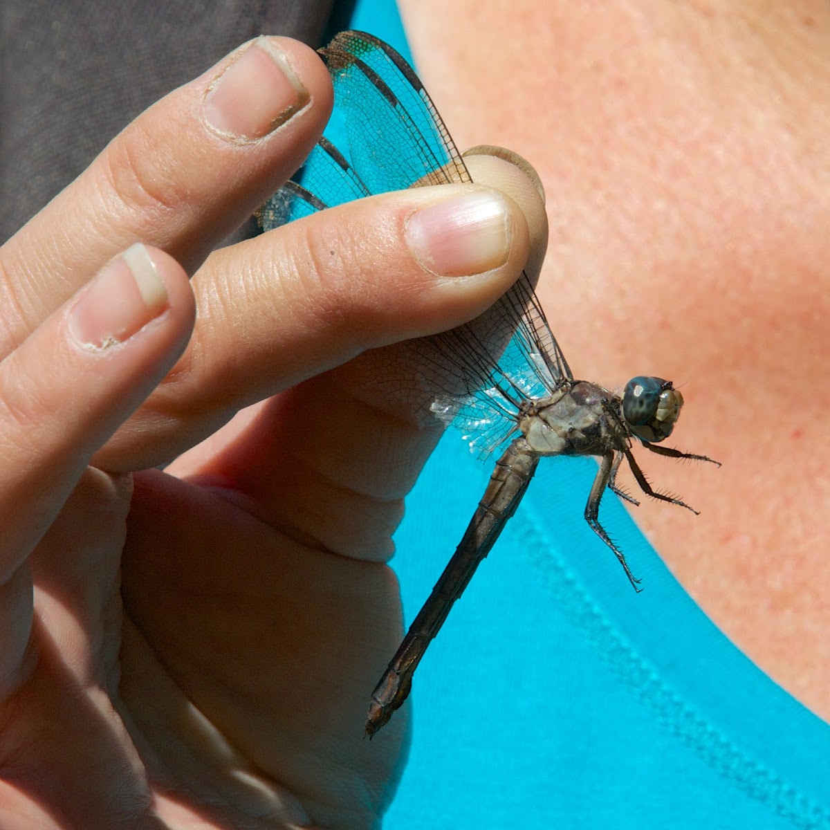 Great Blue Skimmer dragonfly (female)
