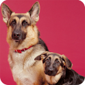 Training German Shepherds