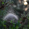 Web of sheet weavers,  money spiders