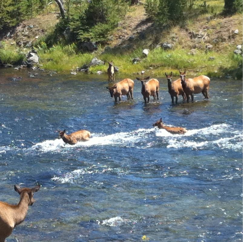 Elk