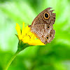 Common five ring butterfly