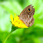 Common five ring butterfly