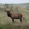 Roosevelt Elk