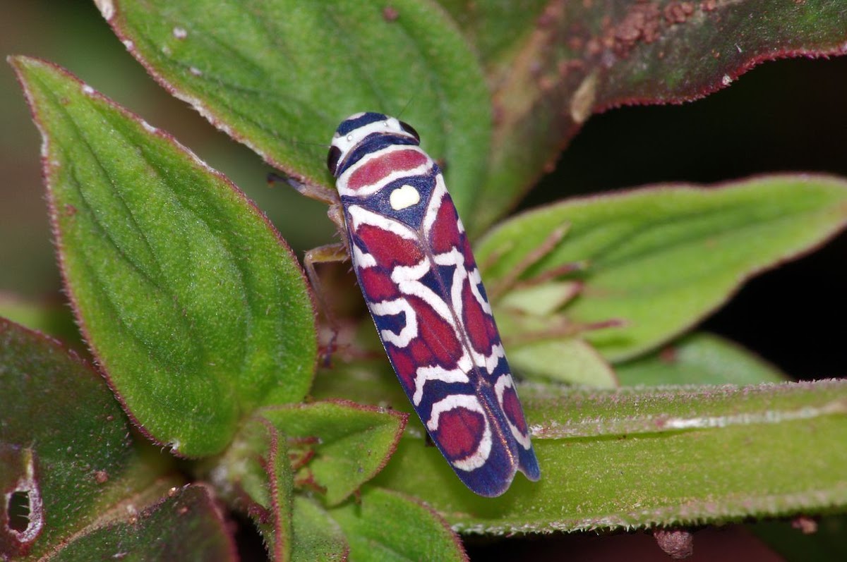 Leafhopper / Saltahojas