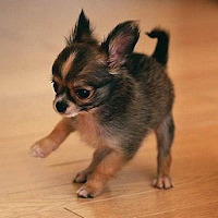 チワワ犬の壁紙 Androidアプリ Applion