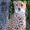 Cheetah