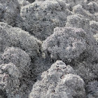 Snow lichen