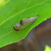 Hover Fly Emerging from Pupa