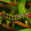 azalea caterpillar