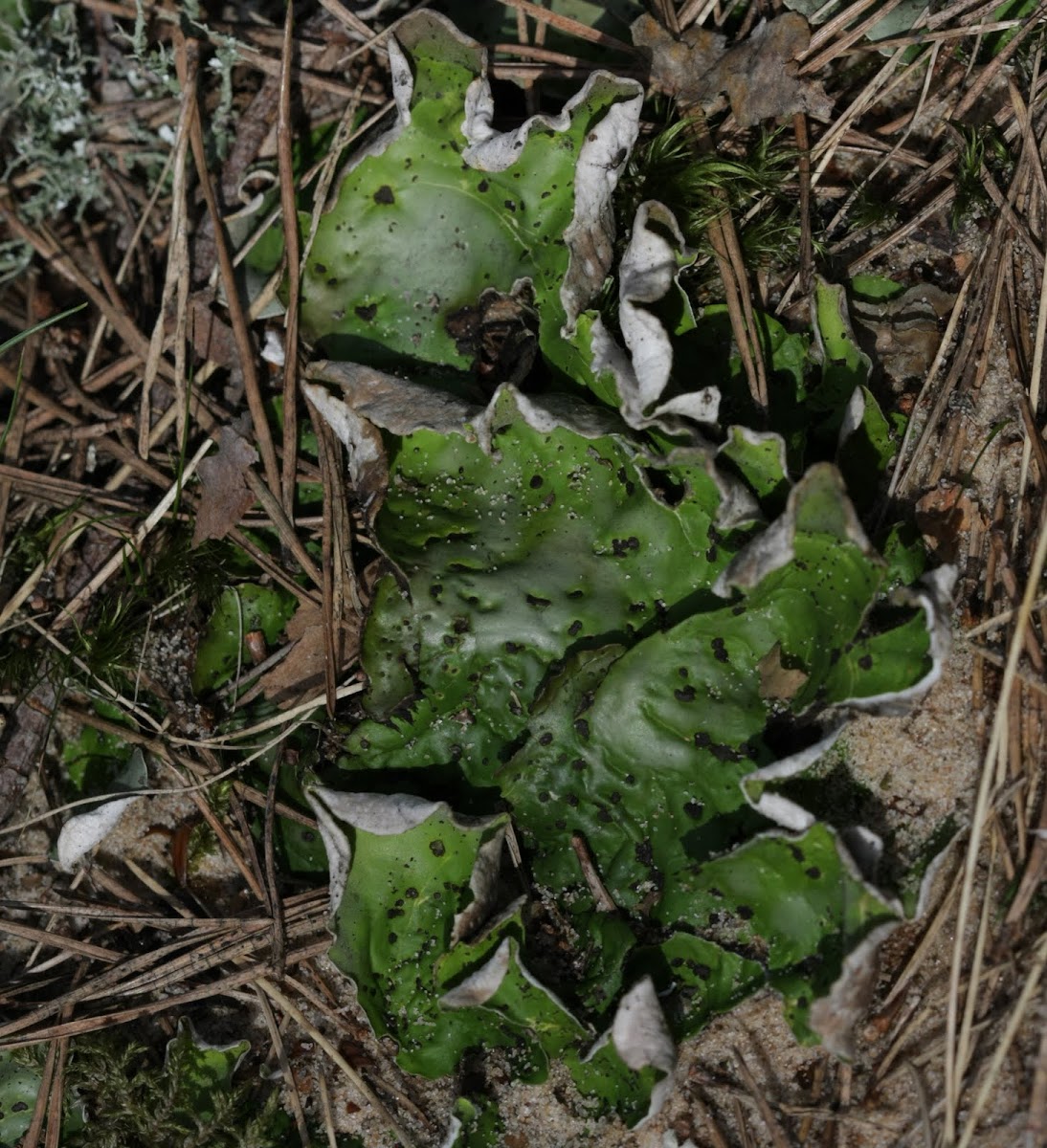 Dog lichen