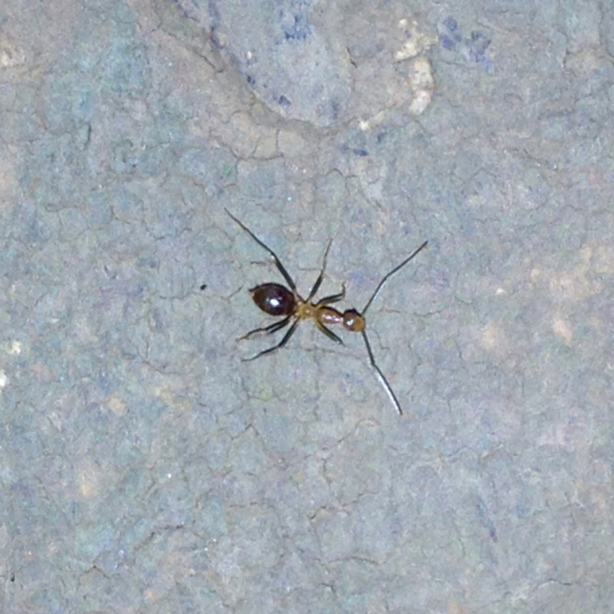 Long legged ant