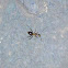 Long legged ant