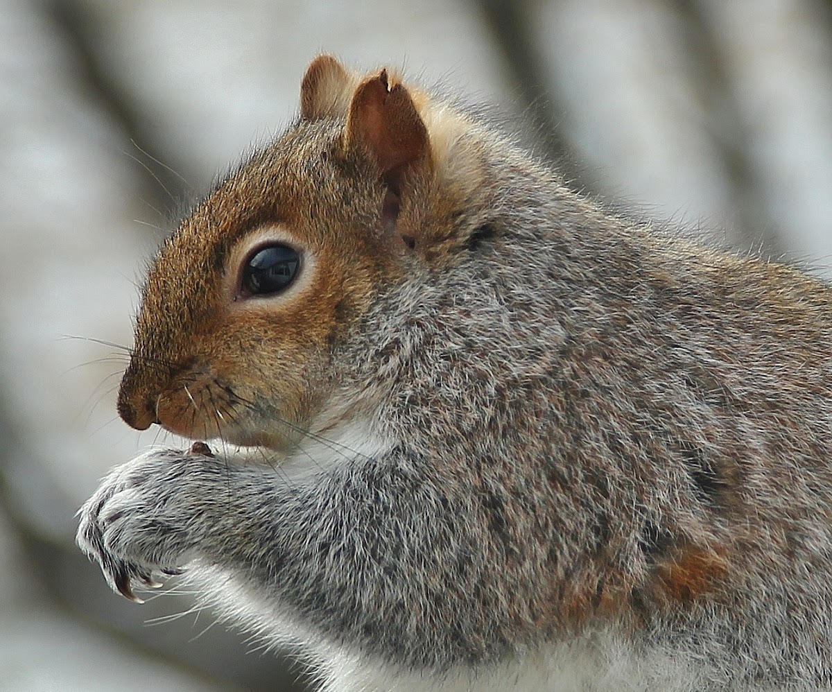 Eastern Gray Squirrel