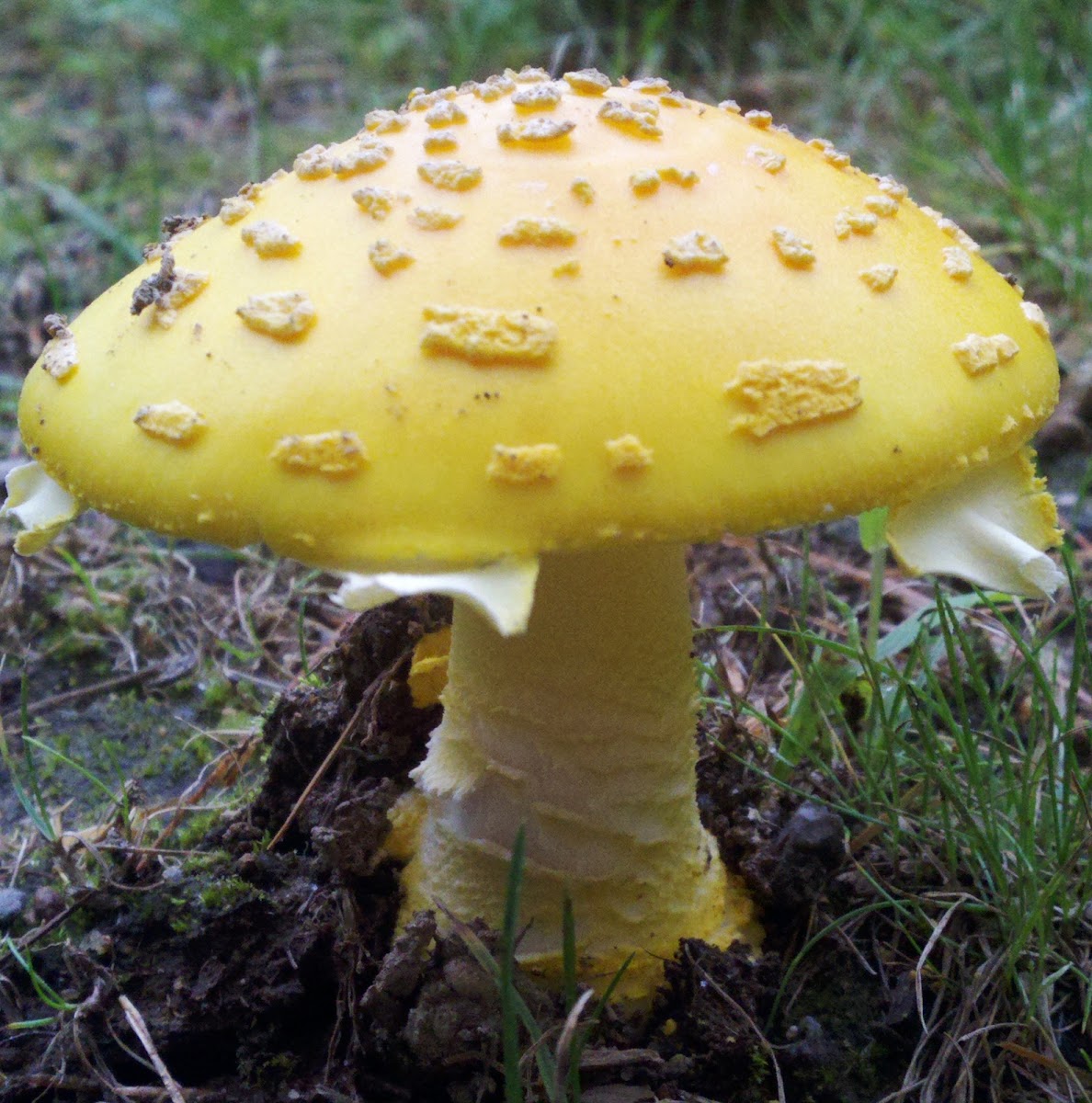 Amanita Gemmata