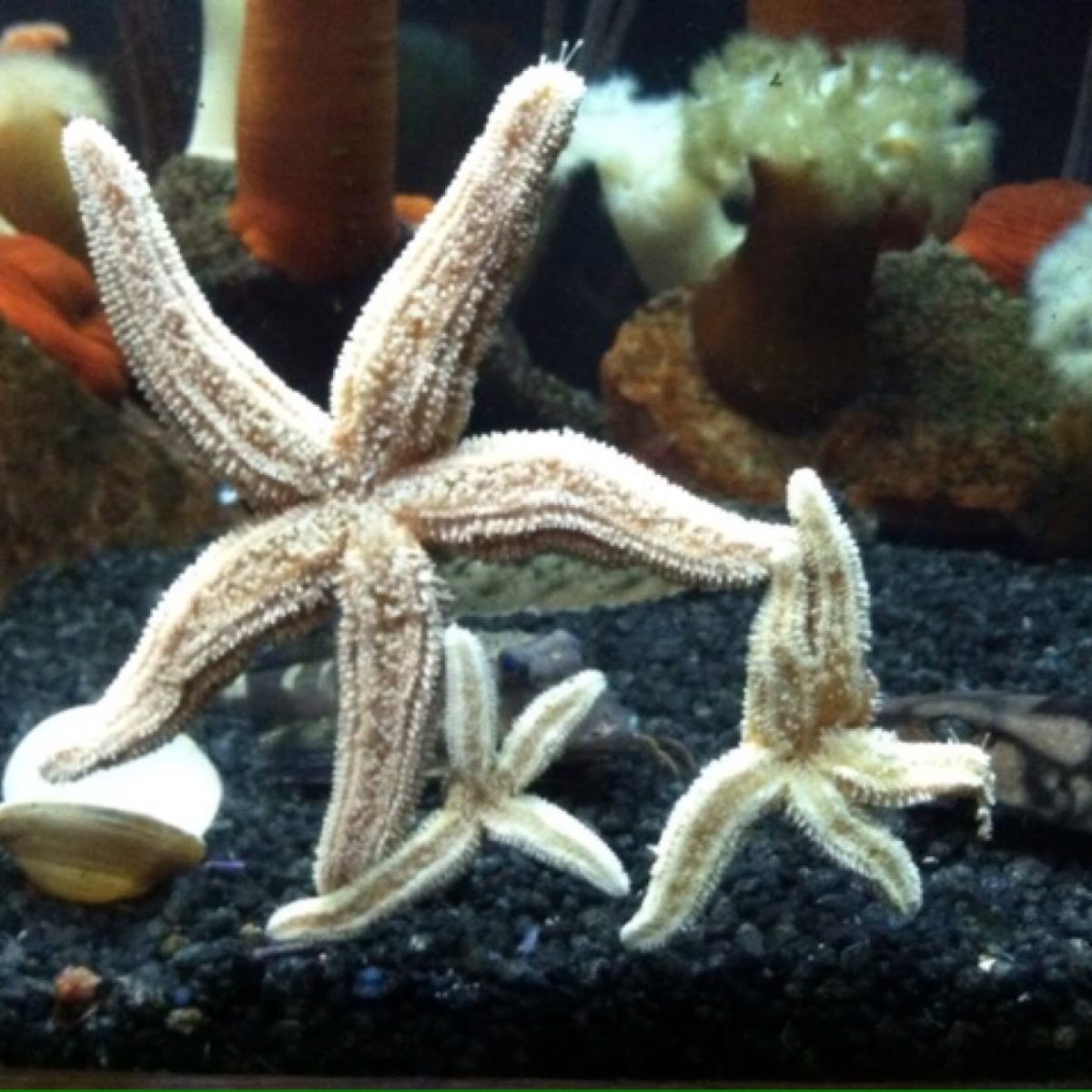 Star fish/Sea star