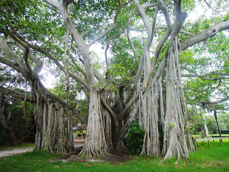 A banyan tree in Birch State Park in Fort Lauderdale.