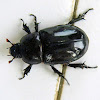 rhinoceros beetle (female)