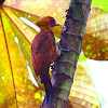 Chestnut Colored Woodpecker