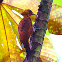 Chestnut Colored Woodpecker