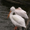 Great White Pelican