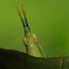 Slant-faced Grasshoppers