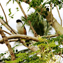 Long-tailed Shrike