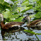 Black-bellied Whistling Duck