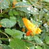 Orange Jewelweed