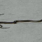 Texas Patch-Nosed Snake