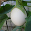White Eggplant