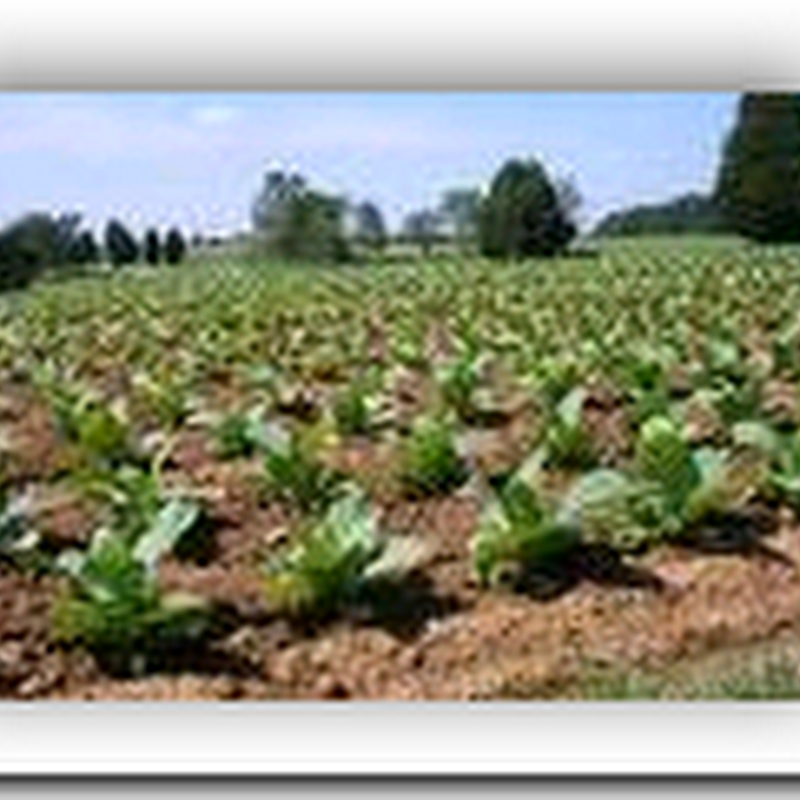 Technology uses tobacco plants to fight cancer - Breakthrough