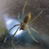 black-footed yellow sac spider