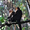 White-headed capuchin monkeys