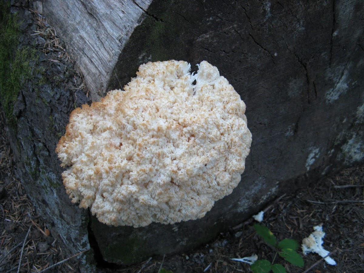 Boar's Head Mushroom