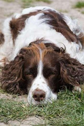 English SpringerSpaniel Puzzle poster 4