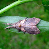 Castor Tussock Moth