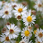 White Panicled Aster
