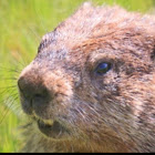 Groundhog / Whistle Pig / Woodchuck