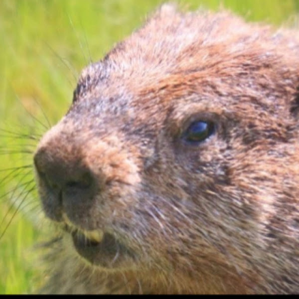 Groundhog / Whistle Pig / Woodchuck Project Noah